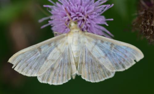 Réf. 329 715 : Pleuroptya ruralis